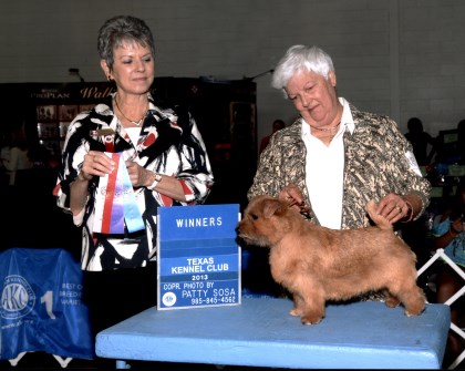 Kennel club clearance norfolk terrier puppies